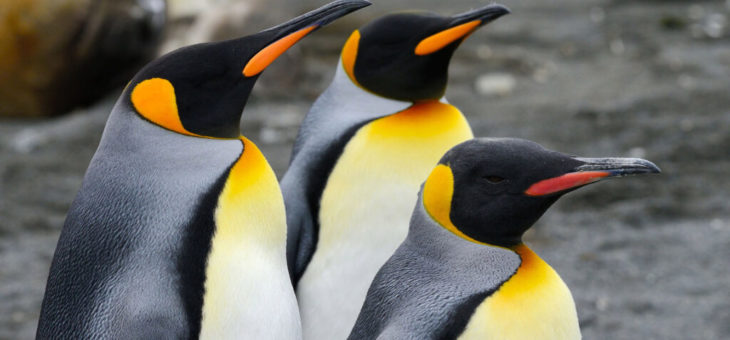 Voici pourquoi vous devriez vous intéresser à Linux en 2024